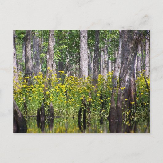 Gelbe Postkarten (Vorderseite)