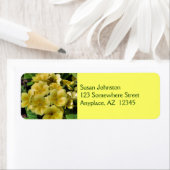 Gelbe Primrose-Blume (Insitu)