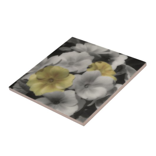 Gelbe Primrose-Blume in Schwarzweiß Fliese (Seite)