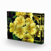 Gelbe Primrose-Blume kreieren Ihre eigene Fotoblock (Rechts)