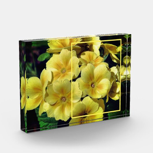 Gelbe Primrose-Blume kreieren Ihre eigene Fotoblock (Links)