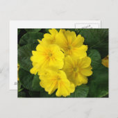 Gelbe Primrose-Blume Postkarte (Vorne/Hinten)