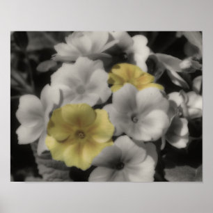 Gelbe Primrose Blume Vintag, teilweise Farbe Poster