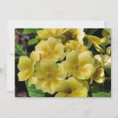 Gelbe Primrose Blumendecke rettet das Datum Einladung (Rückseite)