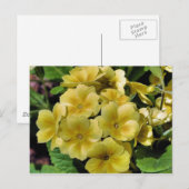 Gelbe Primrose Blumenfotografie Postkarte (Vorne/Hinten)