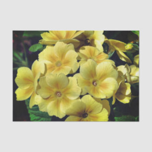 Gelbe Primrose Frühlingsblüten Nahe Up Decoupage Seidenpapier