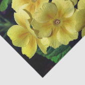 Gelbe Primrose Frühlingsblüten Nahe Up Decoupage Seidenpapier (Ausschnitt)