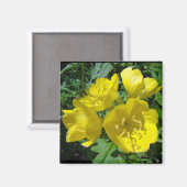 Gelbe Primrosen - Sundrops Magnet (Vorderseite/Rückseite)