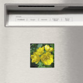Gelbe Primrosen - Sundrops Magnet (In Situ (Geschirrspüler))