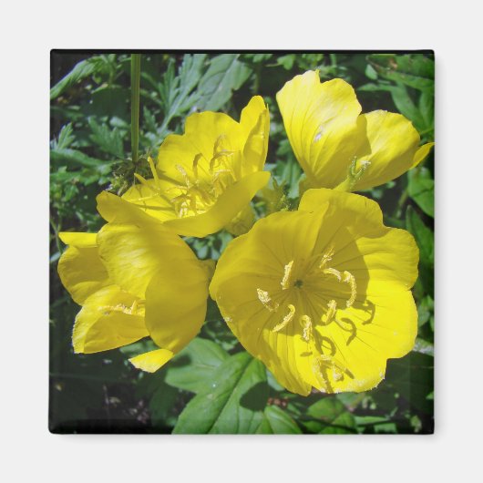 Gelbe Primrosen - Sundrops Magnet (Vorne)