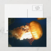 Gelbe Qualle Postkarte (Vorne/Hinten)