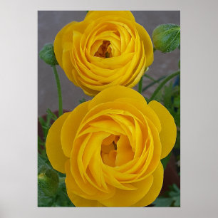 Gelbe Ranunkeln Frühlingszwiebel Blumen Floral Gar Poster