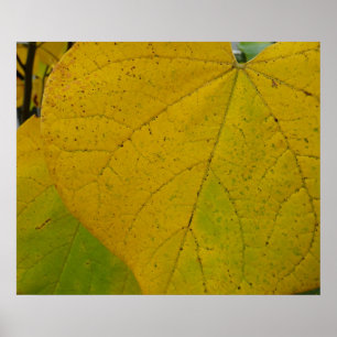 Gelbe Redbud-Blätter Herbst Naturfotografie Poster