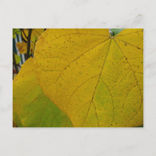 Gelbe Redbud-Blätter Herbst Naturfotografie Postkarte