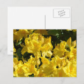 Gelbe Rhododendren-Flowrs Postkarten (Vorne/Hinten)
