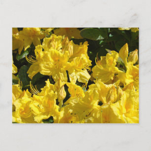 Gelbe Rhododendren-Flowrs Postkarten