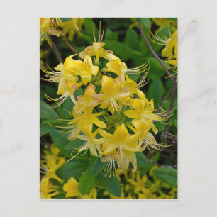 Gelbe Rhododendron Azalea Blume Postkarte