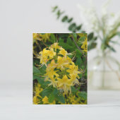 Gelbe Rhododendron Azalea Blume Postkarte (Stehend Vorderseite)
