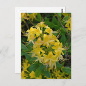Gelbe Rhododendron Azalea Blume Postkarte (Vorne/Hinten)