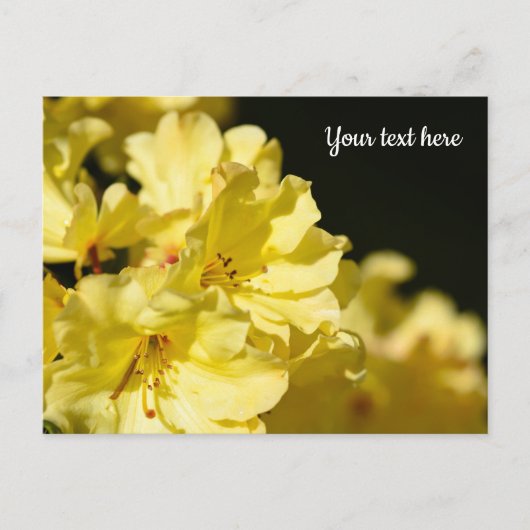 Gelbe Rhododendron Postkarte (Vorderseite)