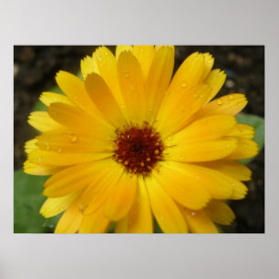 Gelbe Ringelblumen-Makro-Drucke Poster