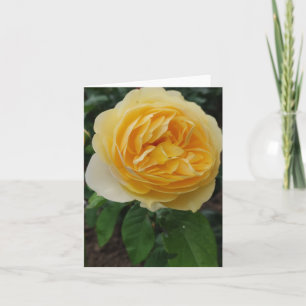 Gelbe Rosa-Blume Karte