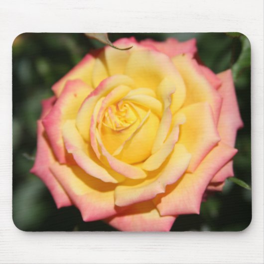Gelbe Rosa Blume Mousepad (Vorne)