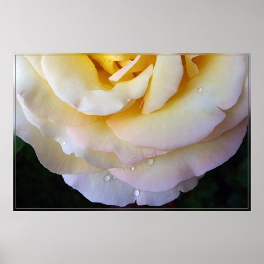Gelbe Rosa Blütenblätter Poster (Vorne)