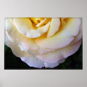 Gelbe Rosa Blütenblätter Poster