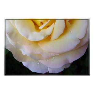 Gelbe Rosa Blütenblätter Poster