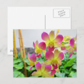 Gelbe Rosa Orchideen Postkarte (Vorne/Hinten)