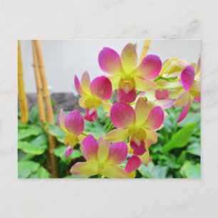 Gelbe Rosa Orchideen Postkarte