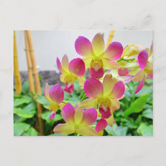 Gelbe Rosa Orchideen Postkarte (Vorderseite)