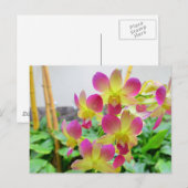 Gelbe Rosa Orchideen Postkarte (Vorne/Hinten)