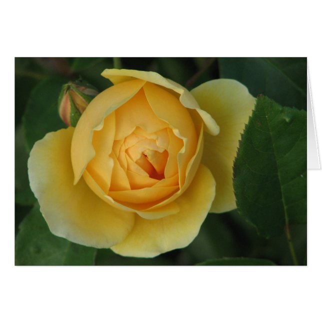 Gelbe Rose (Vorderseite (Horizontal))