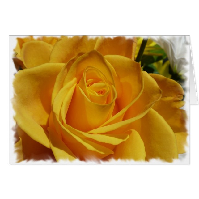 gelbe Rose (Vorderseite (Horizontal))