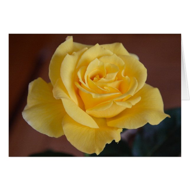 Gelbe Rose (Vorderseite (Horizontal))