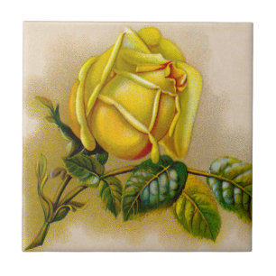 Gelbe Rose Antik Vintage-Druck Fine Art Fliese