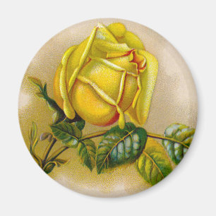 Gelbe Rose Antik Vintage-Druck Fine Art Magnet