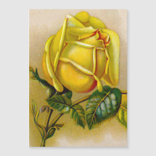 Gelbe Rose Antik Vintage-Druck Fine Art Magnetkarte