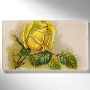 Gelbe Rose Antik Vintage-Druck Fine Art Namenschild