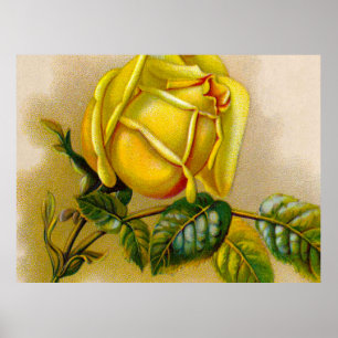 Gelbe Rose Antik Vintage-Druck Fine Art Poster