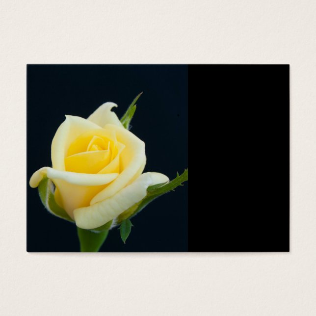 Gelbe Rose auf schwarzem Hintergrund (Vorderseite)