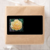 Gelbe Rose, auf schwarzem Hintergrund. (Insitu)