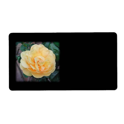 Gelbe Rose, auf schwarzem Hintergrund. (Vorne)