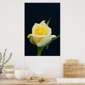 Gelbe Rose auf schwarzem Hintergrund Poster (Küche)