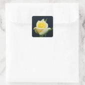 Gelbe Rose auf schwarzem Hintergrund Quadratischer Aufkleber (Tasche)