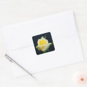 Gelbe Rose auf schwarzem Hintergrund Quadratischer Aufkleber (Umschlag)
