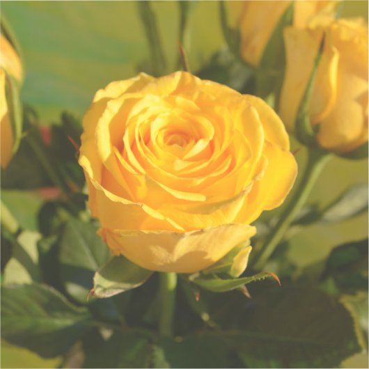 Gelbe Rose Aufkleber (Vorderseite)