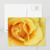 Gelbe Rose Blossom Postkarte (Vorne/Hinten)